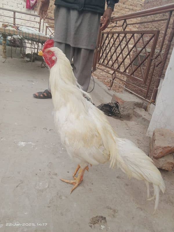 pure aseel pair for sale 9