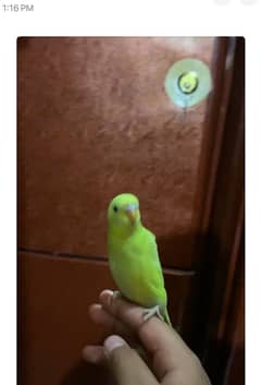 Handtame Australian  parrot female