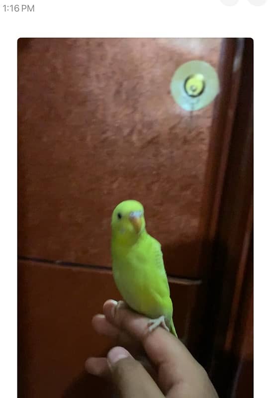 Handtame Australian  parrot female 0