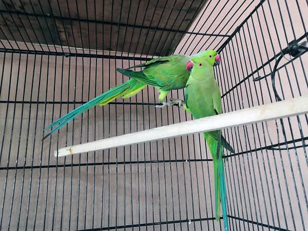 Ringneck 100% breeder pair for sale 0