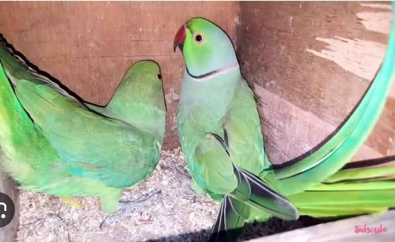 Ringneck 100% breeder pair for sale 1