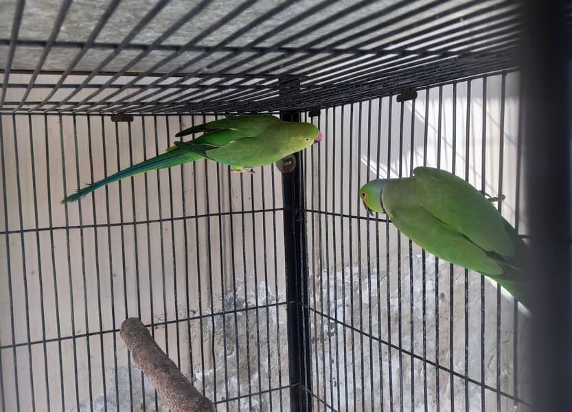 Ringneck 100% breeder pair for sale 3