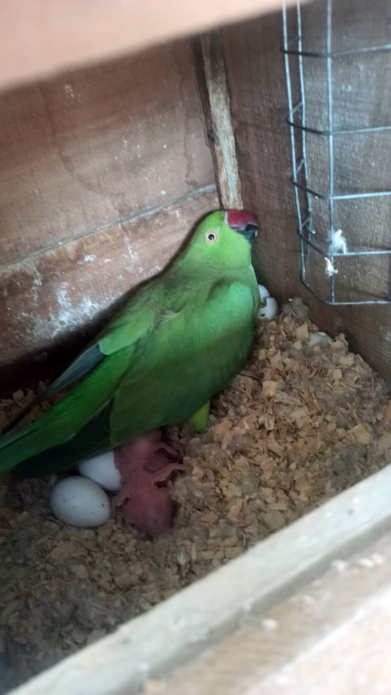 Ringneck 100% breeder pair for sale 4