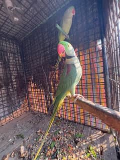 Breeder Kashmiri Raw Parrot pair