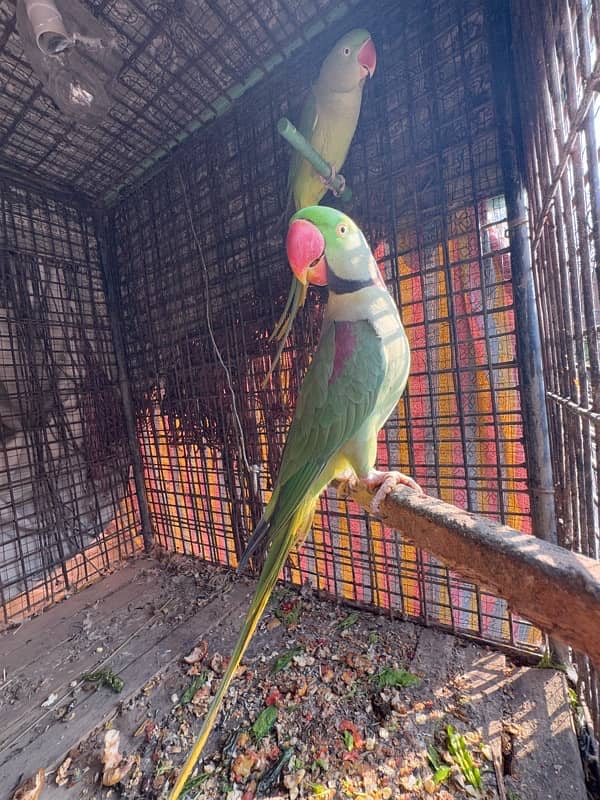 Breeder Kashmiri Raw Parrot pair 0