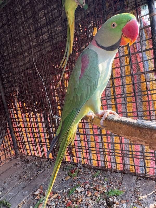 Breeder Kashmiri Raw Parrot pair 1