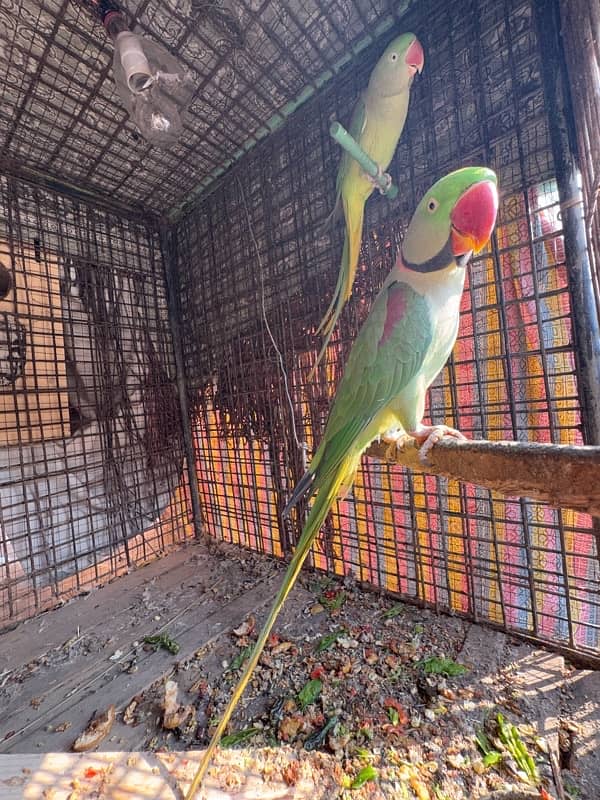 Breeder Kashmiri Raw Parrot pair 2