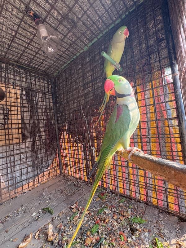 Breeder Kashmiri Raw Parrot pair 3