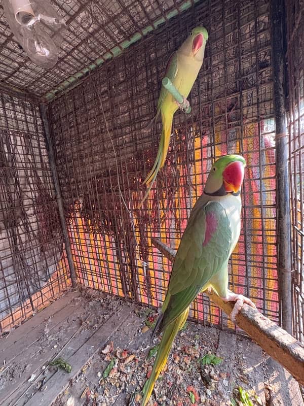 Breeder Kashmiri Raw Parrot pair 4