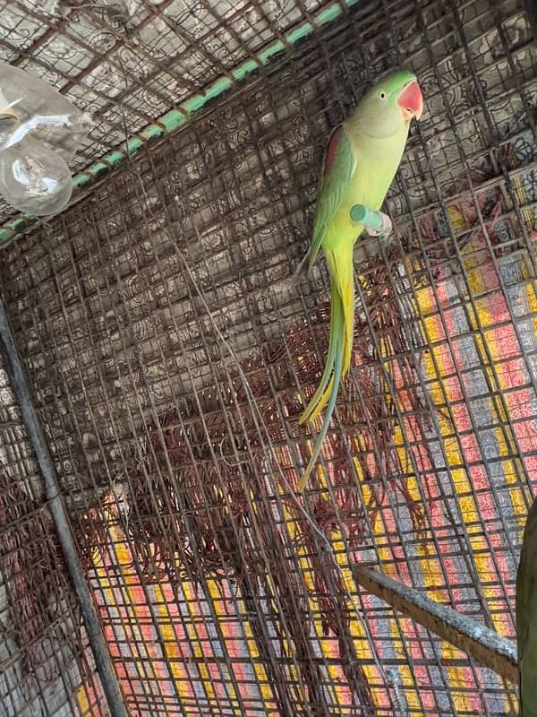 Breeder Kashmiri Raw Parrot pair 5