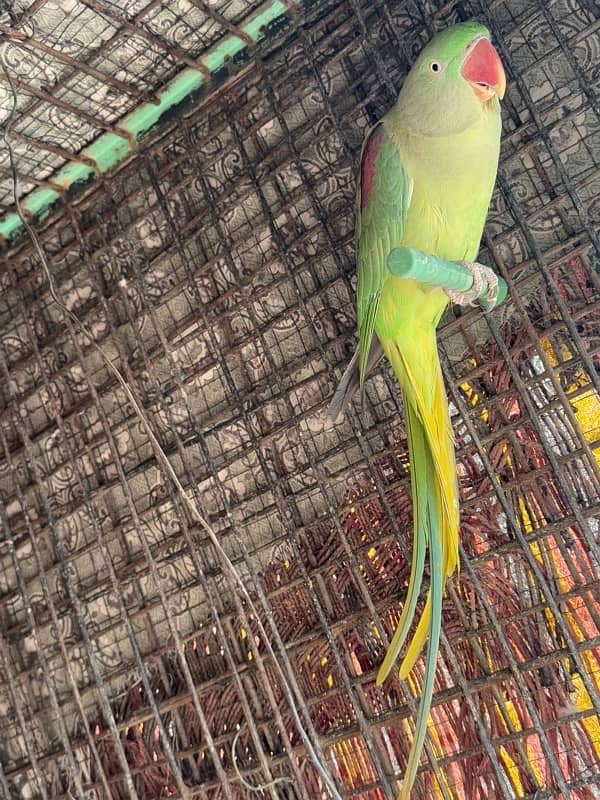 Breeder Kashmiri Raw Parrot pair 6