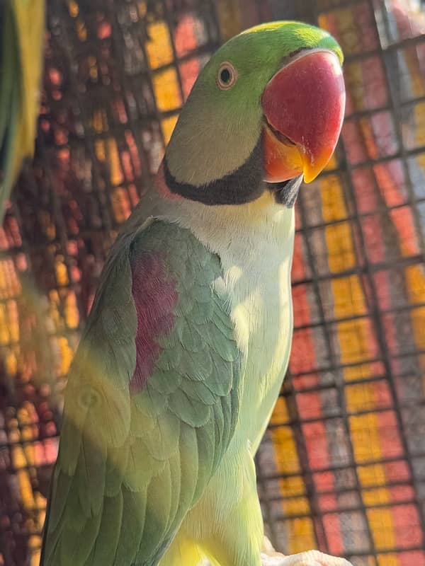 Breeder Kashmiri Raw Parrot pair 7