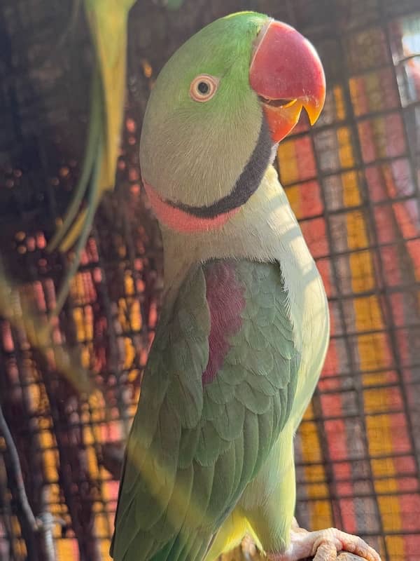 Breeder Kashmiri Raw Parrot pair 8