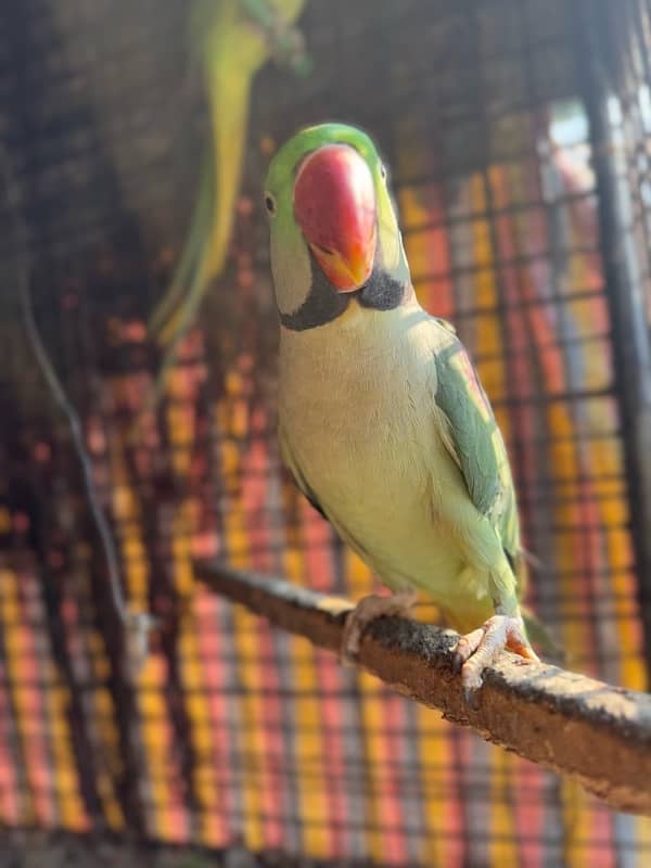 Breeder Kashmiri Raw Parrot pair 9