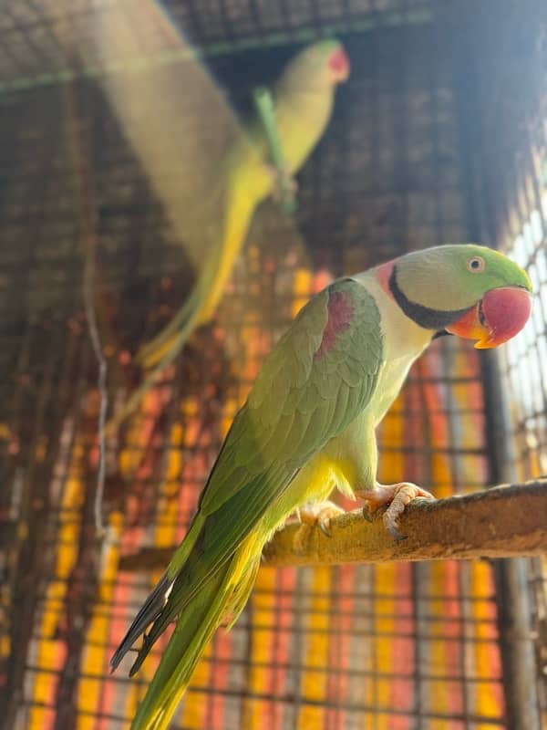 Breeder Kashmiri Raw Parrot pair 10