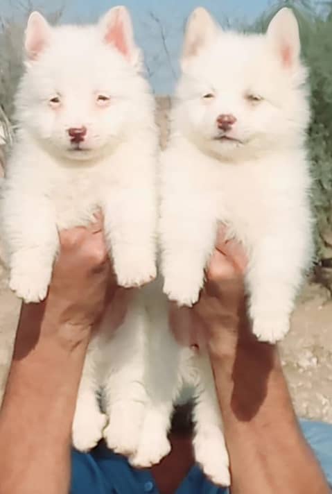 Russian Pair | Triple Coat | Russian Puppies For Sale 0