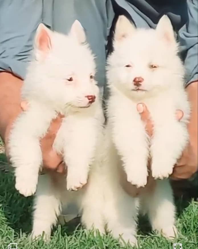 Russian Pair | Triple Coat | Russian Puppies For Sale 1