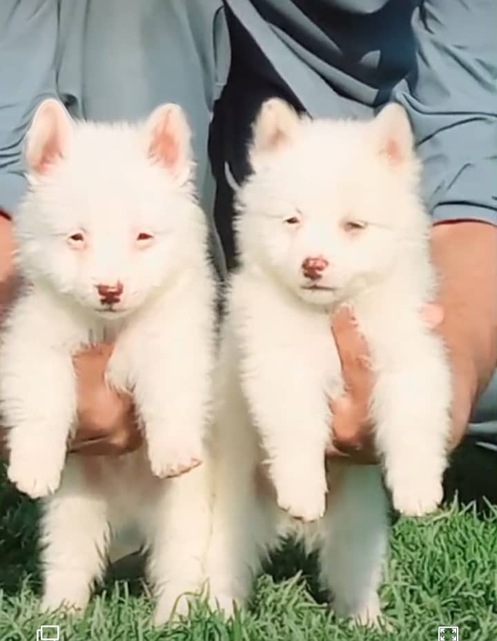 Russian Pair | Triple Coat | Russian Puppies For Sale 2