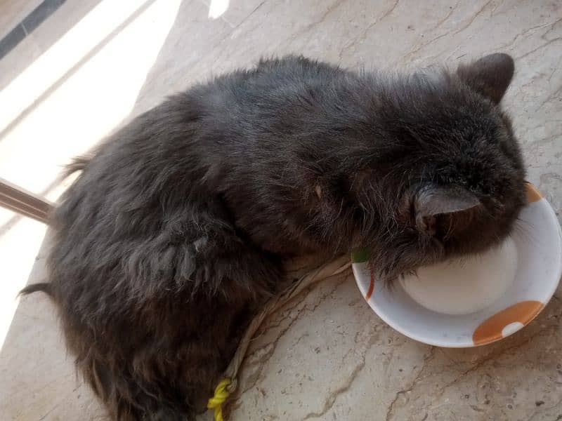 Persian cat in sale 0