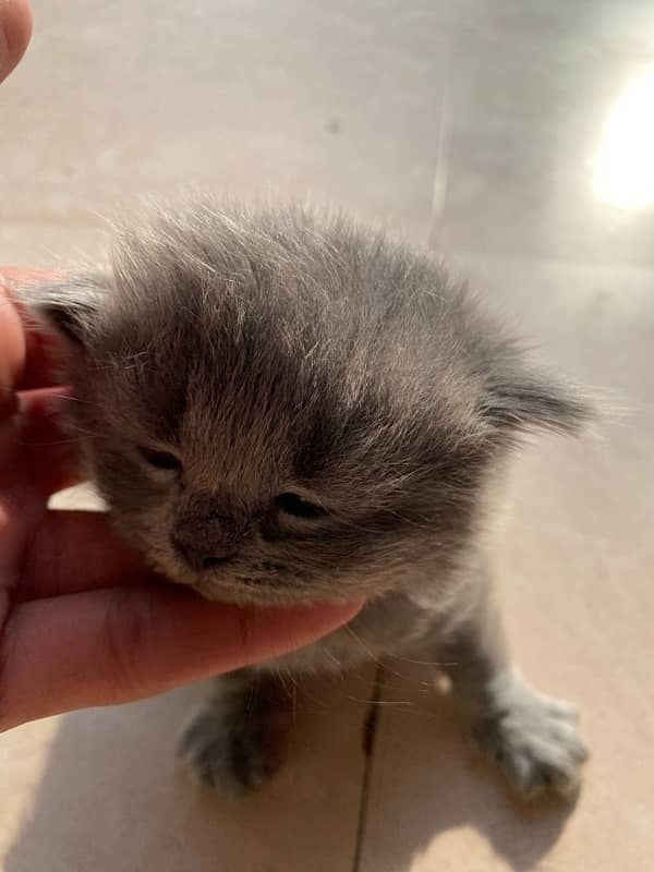 23 Days Grey Persian Kitten 0