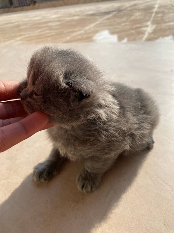 23 Days Grey Persian Kitten 1