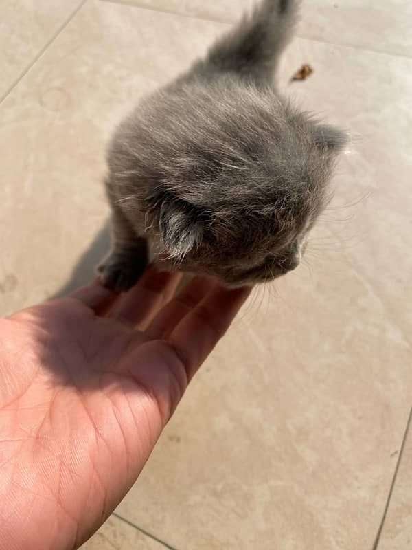 23 Days Grey Persian Kitten 2