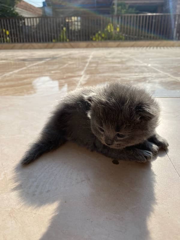 23 Days Grey Persian Kitten 3