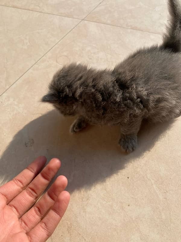 23 Days Grey Persian Kitten 4