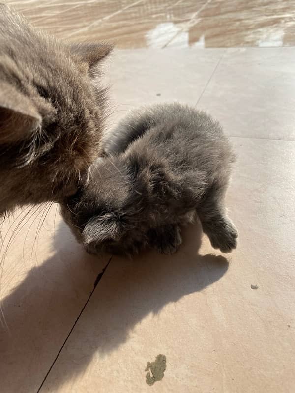 23 Days Grey Persian Kitten 5