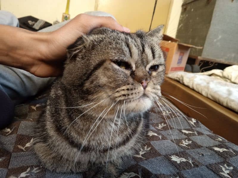 selling my 7 months Scottish fold cat 0