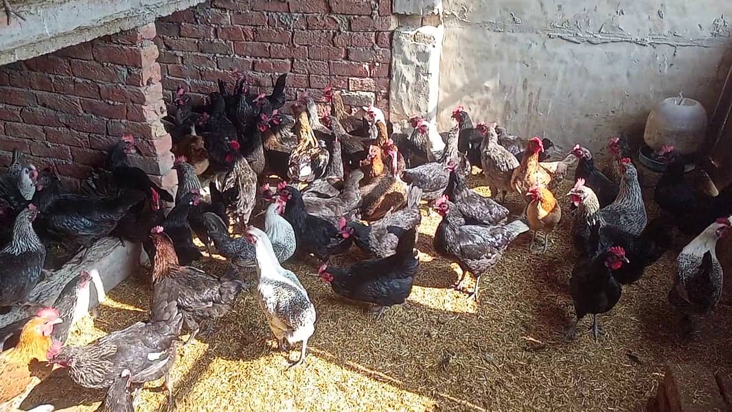 Aseel and Golden Misri murgi for Sale - Pure Breeds, Egg Layers 0