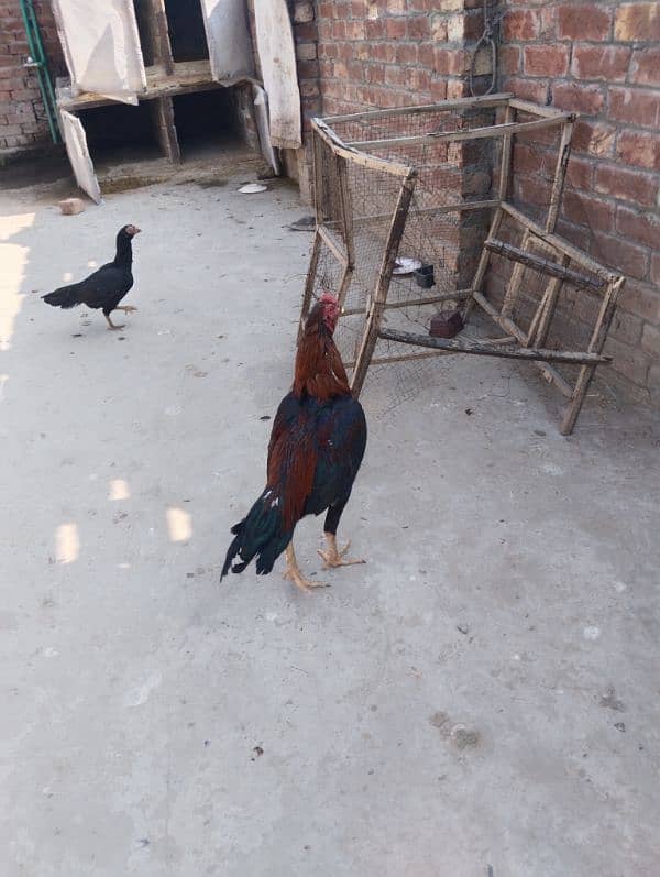 mianwali murga pathy bhot acha quality ha home breed ha 6