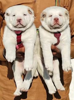 pevar Afghan Kuchi pair full security Dog available contact number