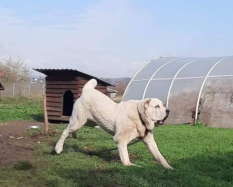 Afghan Kuchi Pair | Afghan Kuchi Puppies | security Dog For Sale 1