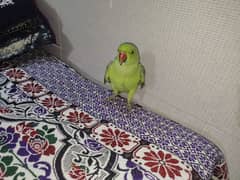 female parrot wild