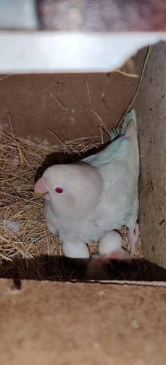 Love Birds / Cage / Albino , Pale Fellow , Parblue