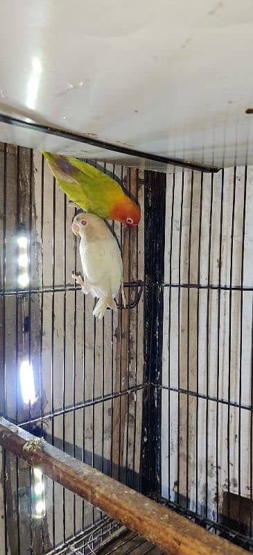 Love Birds / Cage / Albino , Pale Fellow , Parblue 1