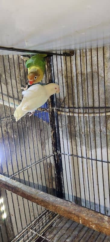 Love Birds / Cage / Albino , Pale Fellow , Parblue 3