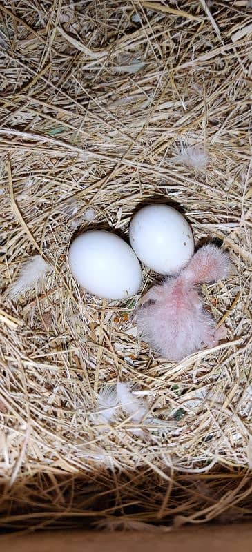 Love Birds / Cage / Albino , Pale Fellow , Parblue 7