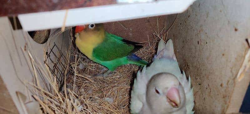 Love Birds / Cage / Albino , Pale Fellow , Parblue 8