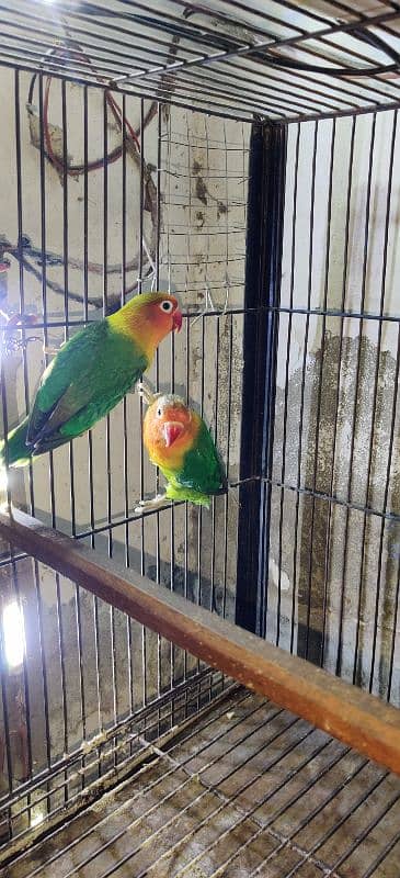 Love Birds / Cage / Albino , Pale Fellow , Parblue 9