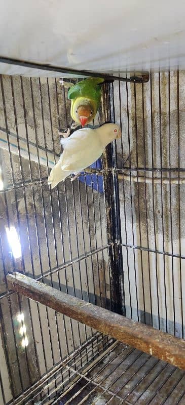 Love Birds / Cage / Albino , Pale Fellow , Parblue 10