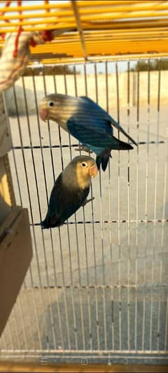 Love bird breeding pair blue color