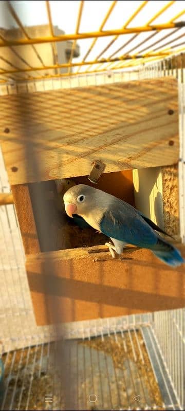 Love bird breeding pair blue color 1