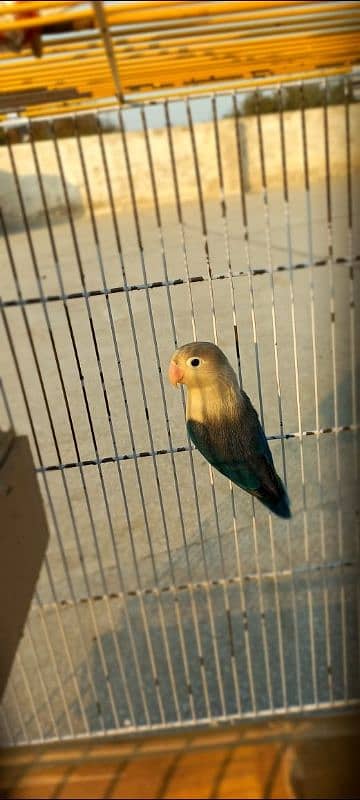 Love bird breeding pair blue color 2