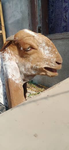 bakri