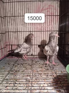 Tady kabutar | Royal Tady | Pigeon | کبوتر | Pigeon For Sale