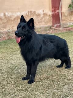 Black German Shepherd stud male