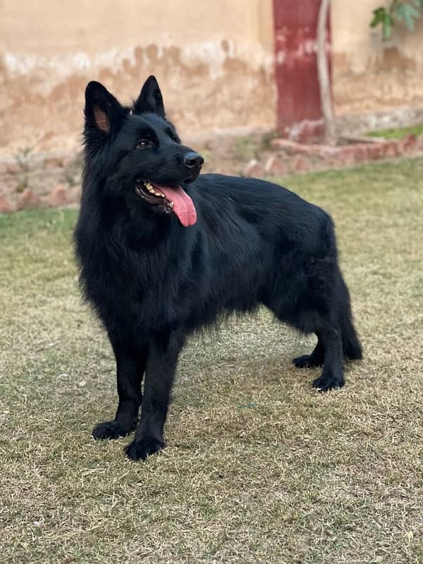 Black German Shepherd stud male 1