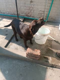 Chocolate Labrador pair for sale